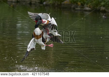 Two Shelduck (tadorna Tadorna) Fighting During The Breeding Season.