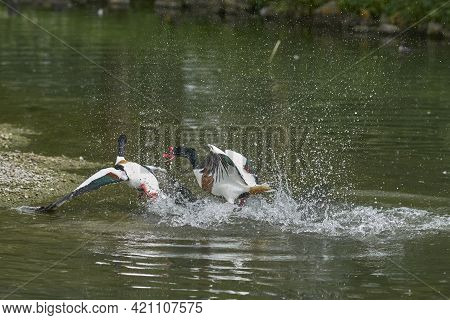 Two Shelduck (tadorna Tadorna) Fighting During The Breeding Season.