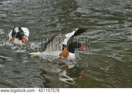 Two Shelduck (tadorna Tadorna) Fighting During The Breeding Season.