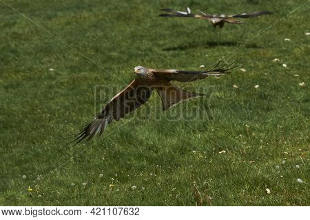 Red Kite (milvus Milvus) Flying Low To Pick Up Food At Gigrin Farm In Wales, United Kingdom.
