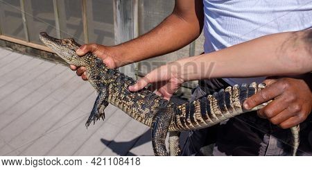 People Holding And Touching Young Alligator Caught On Fishing Line