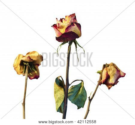 Rosas marchitas sobre fondo blanco