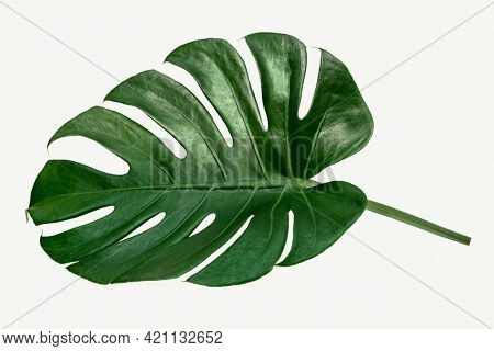 Monstera delicosa plant leaf  on a white background