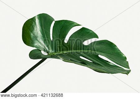 Monstera delicosa plant leaf on a white background mockup