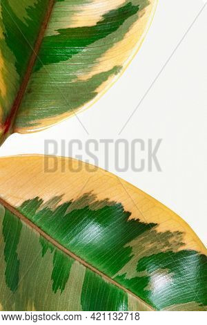 Closeup of fresh Indian rubber plant leaves