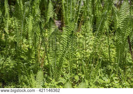 Bright Green Fern On A Summer Sunny Day In The Forest