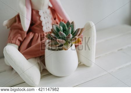 Plush Toy Hare In A Dress And Succulent In A White Keremical Pot.