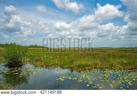 A View From The Anhinga Trail At Everglades National Park.