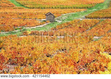 Vineyards In Beaujolais During Autumn Season, France