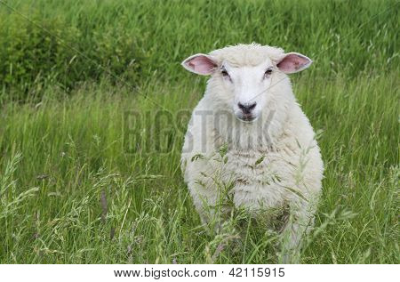 Ovejas