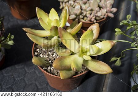 Echeveria Is A Large Genus Of Flowering Plants In The Family Crassulaceae, Native To Semi-desert Are