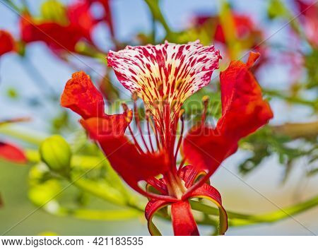 Close-up Detail Of A Red Orchid Tree Bauhinia Variegata Flower Petals And Stigma In Garden