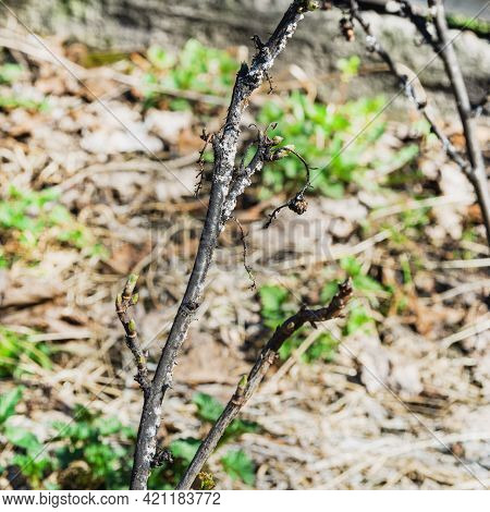 Sick Currant Bush. Red Currant Disease. A Branch Of Black Currant Covered With Fungus.
