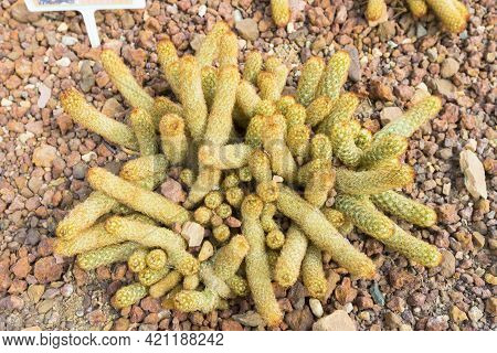 Mammillaria Elongata Cactus In A Botanical Garden.