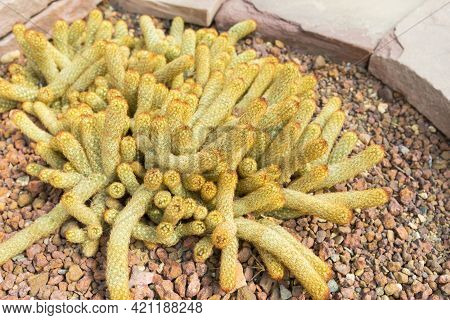 Mammillaria Elongata Cactus In A Botanical Garden.