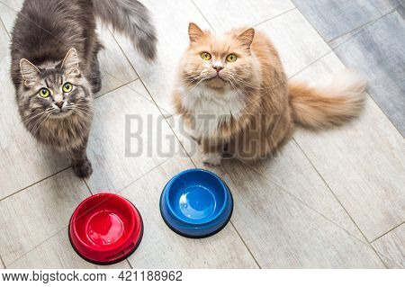 Gray And Ginger Cat By Empty Bowls Of Food In The Kitchen. Concept Food For Cats