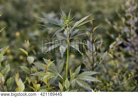 A Stalk Of Cannabis Plant On The Green Background In Summer.