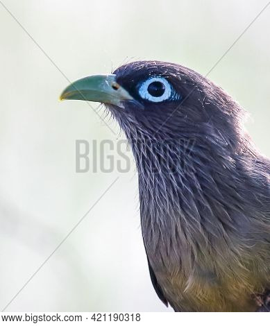 Long-tailed Gray Cuckoo With A Pale Blue Eye-ring And Ivory-colored Bill. Note The Broad White Tips 
