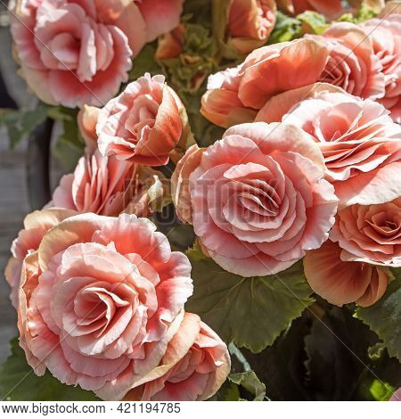 Begonia Elatior Borias Is A Delightful Houseplant. This Begonia Has A Soft Pink Flower With A Red Ce