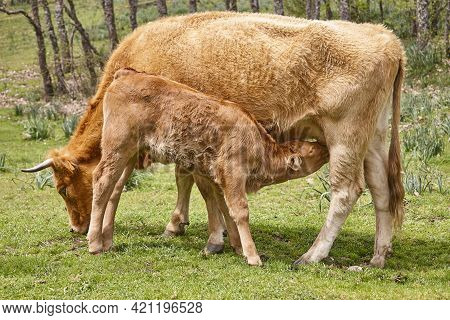 Unweaned Calf Suckling From His Mother. Bovine Cattle. Nursling