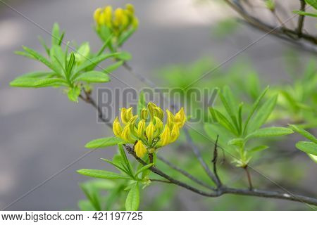 Rhododendron. Shrub Of The Ericaceae Family. Bright Spring Bloom In The Garden