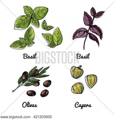 Vector Food Icons Of Vegetables And Spices, Herbs. Colored Sketch Of Food Products. Basil, Olives, C