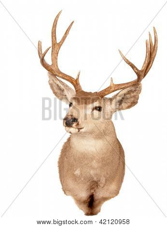Odocoilus Hemionus, (Mule Deer) udstopning mount isoleret på hvid