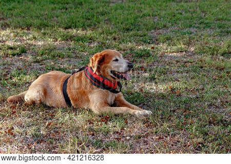 Old Golden Retriever Hunting Dog Working As A Service Support Animal For A Mentally Challenged Perso