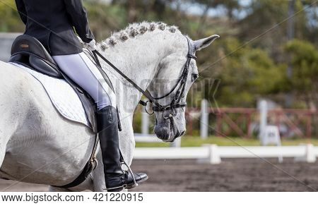 Dressage Competition Riders And Horses, Outdoors Show.