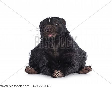 Funny Shot Of Cute Classic Black With White Stripe Young Skunk Aka Mephitis Mephitis, Sitting On Its