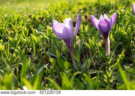 Muscari Flower.muscari Armeniacum.grape Hyacinths .muscari Flowers In Warm Sunshine On A Blurred Gra