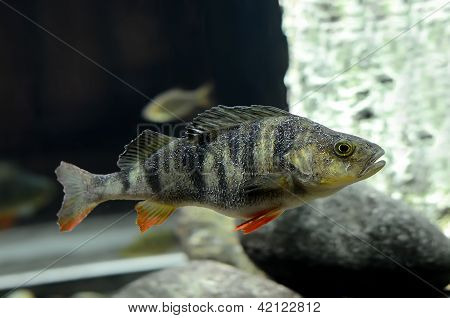 European Perch Fish