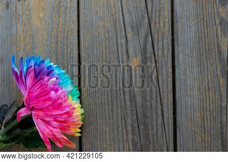Colorful Chrysanthemum Flower Macro Shot On Black. Chrysanthemum Rainbow Flower Background.