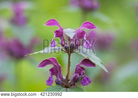 Blooming Lamium Maculatum, Roseum, Spotted Henbit, Spotted Dead-nettle, Purple Dragon. Floral Natura