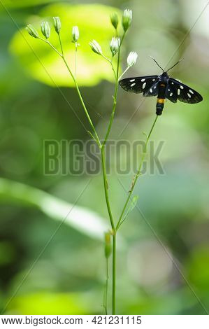 Green Background And Syntomis Phegea, A Black Butterfly With White Dots On The Wings Sits On The Gra