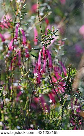 Tubular Bell Shaped Flowers Of The Australian Native Red Five Corners, Styphelia Tubiflora, From The
