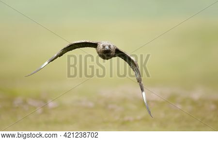 Close Up Of A Great Skua In Flight In Moorlands, Shetland Islands, Uk.
