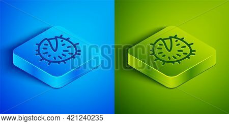 Isometric Line Chestnut Icon Isolated On Blue And Green Background. Barbed And Strong Chestnut. Squa