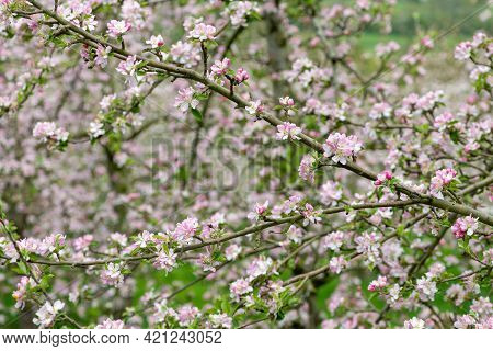 Close Up Of Abranch Of Apple Blossom In An Apple Orchard