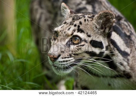 Clouded Leopard Neofelis Nebulova Big Cat Portrait
