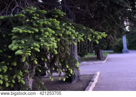 Green Spruce In The City Park In The Evening Sun
