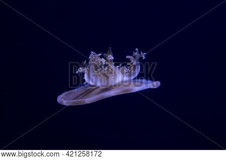 The Cassiopea Andromeda (upside-down Jellyfish) In Aquarium.