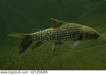 The Jullien's Golden Carp (probarbus Jullieni)  In Aquarium.