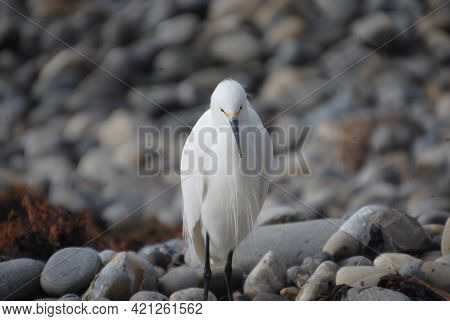 A Picture Of An Ocean Bird, The Picture Was Taken At Palos Verdes, California.