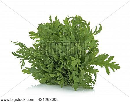 Chrysanthemum Coronarium Isolated On A White Background