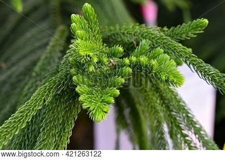 Macro View Of Green Prickly Branches Of A Fur-tree Commonly Known As Pine Tree.