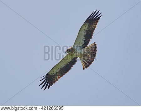 The Booted Eagle in flight (Aquila pennata)