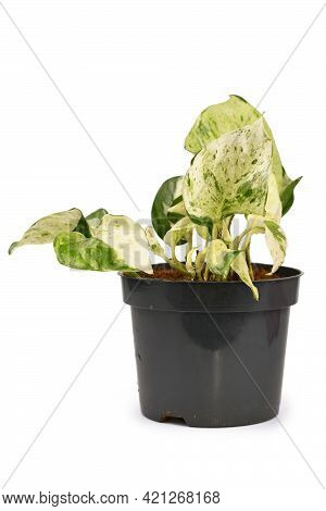 Exotic Houseplant With Botanic Name 'epipremnum Aureum Manjula'  In Flower Pot Isolated On White Bac