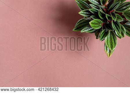 Young Plant Of Peperomia Rosso On A Pink Background, Top View With Copy Space, Minimalism And Connec