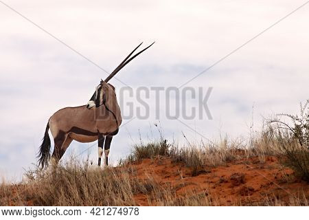 The Gemsbok Or Gemsbuck (oryx Gazella) Staying On The Red Sand Dune With Red Sand And Dry Grass Arou